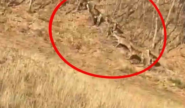 Geyik sürüsü kameraya böyle takıldı