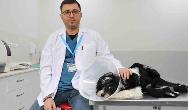 Görenler gözlerine inanamadı: Köpeğin karnından 140 taş çıktı