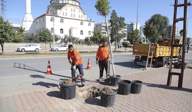 Mersin'de ağaçlandırma seferberliği başladı