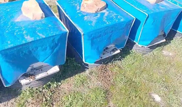Mersin'de zamansız zirai ilaçlama arıların ölümüne sebep oldu