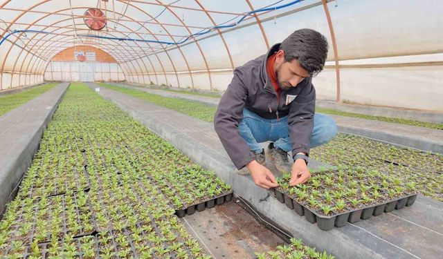 Şanlıurfa'da seralarda 400 bin yazlık çiçek üretiliyor