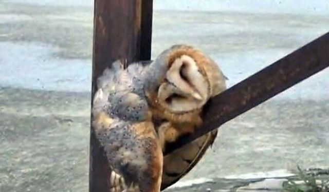 Sevimli Baykuş sokak direğinde uyuya kaldı