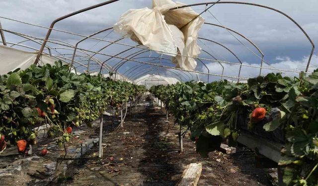 Silifke'de hortum seraları yerle bir etti