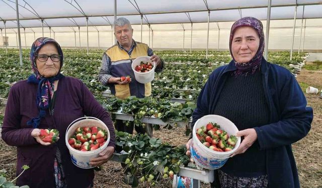 Silifke'de örtü altı çilekte bahar hasadı: Kilosu 140 ile 160 TL arasında