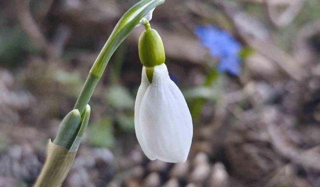 Spil'de kardelenler ikinci kez açtı