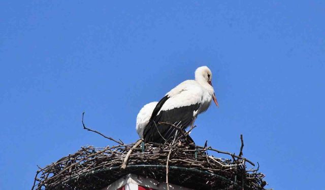 Yuva yapacak alan bulamayan leylekler yeniden İznik'te