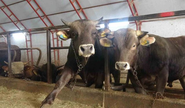 Artvin'de kurbanlıklar pazara çıkmayı bekliyor