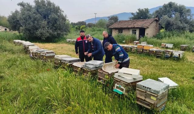Aydın'da ana arı üretim kovanları denetlendi