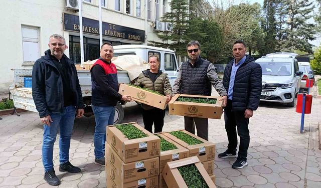 Babaeski'de üreticiye 2 bin kırmızı domates fidesi verildi