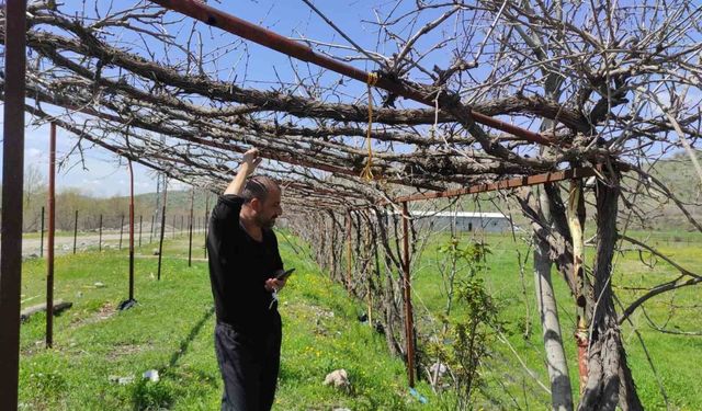 Batman'da ani hava değişimleri meyve bahçelerini vurdu