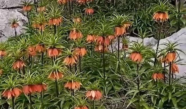 Diyarbakır'da 'ters laleler' doğayı renklendirdi