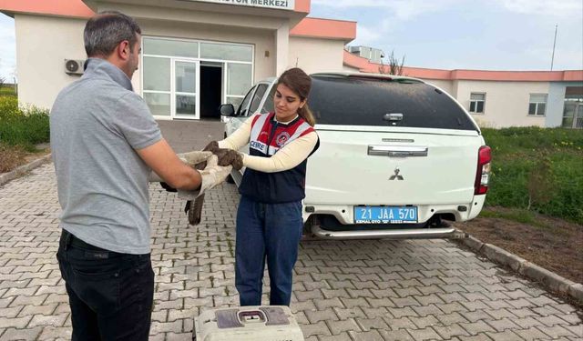 Diyarbakır'da yaralı bulunan şahin tedavi altına alındı