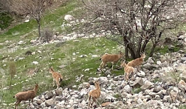 Elazığ'ın tarihi mahallesi Harput'ta dağ keçileri görüntülendi