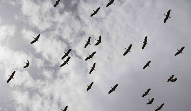 Göç yolculuğunu tamamlayan leylekler, martılarla aynı alanda buluştu