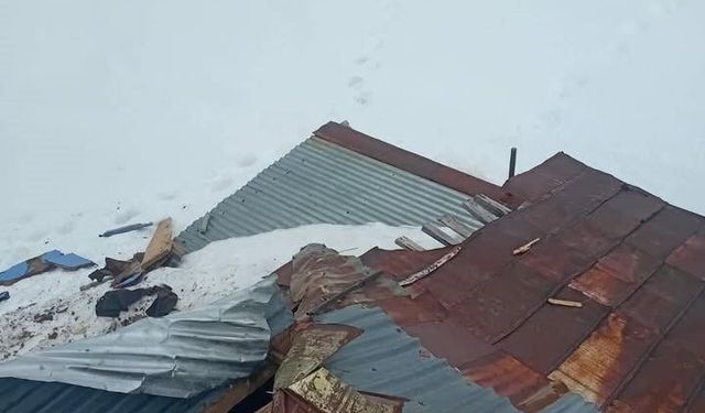 Gümüşhane yaylalarında ayı dehşeti devam ediyor