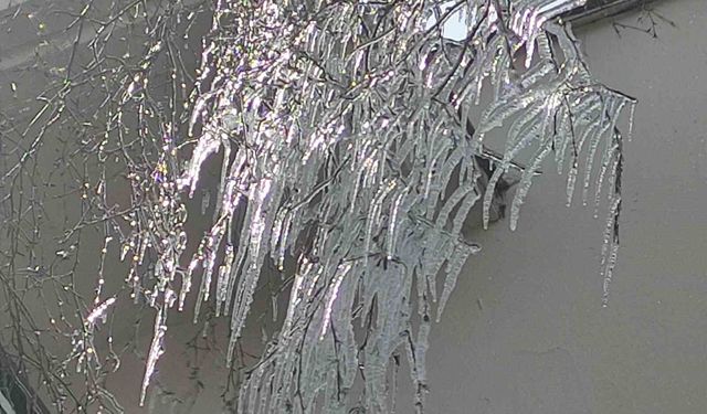 Hava sıcaklığı eksi 10'a düştü, ağaç dalları dondu