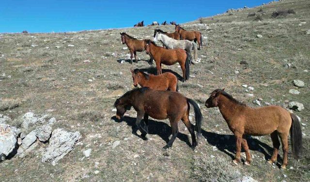 Havanın ısınmasıyla yılkı atlarının hareketliliği arttı