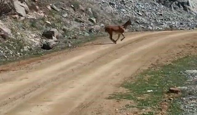 Kayalıklardan süzülen zarafet kameralarda