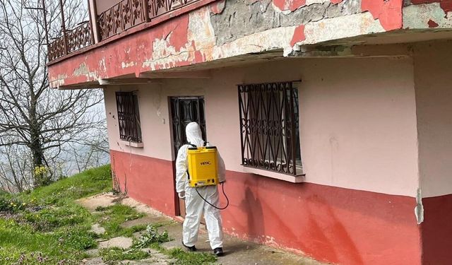 Kaynaşlı ve Yığılca'da Kahverengi Kokarcayla mücadele sürüyor