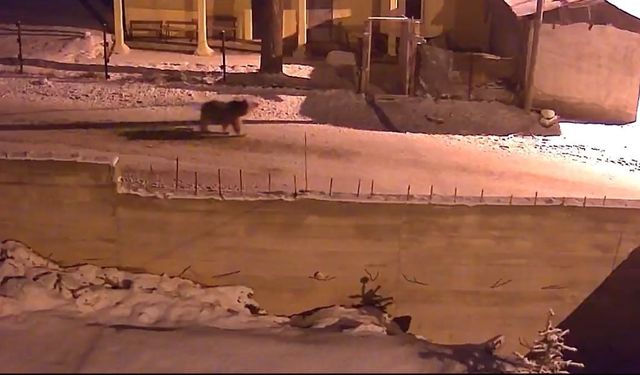 Kış uykusundan uyanan ayılar Bayburt'un köylerinde yiyecek aradı