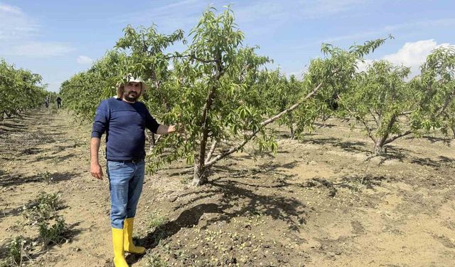 Mersin'de selin ardından bahçelerde sular yeni çekildi