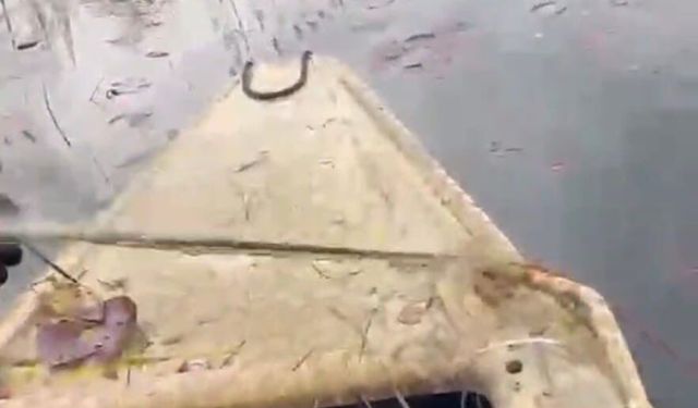 'Nilüfer Cenneti'nde kaçak avcılığa 'dur' denildi