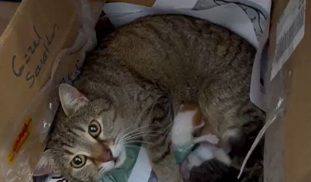 Okulun maskot kedisi yavrularını öğretmenler odasına taşıdı