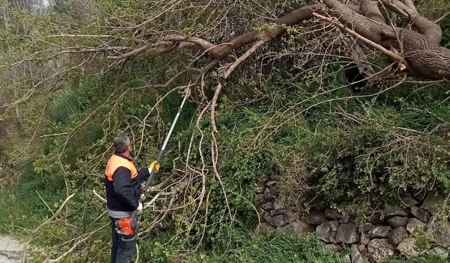 Osmaniye'de fırtına etkili oldu, devrilen ağaçlar yolları kapattı