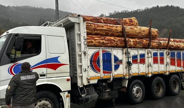 Sinop'ta orman ürünlerine 183 noktada denetim