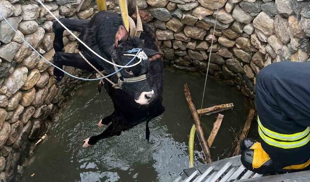 Su kuyusuna düşen inek itfaiye ekiplerince kurtarıldı