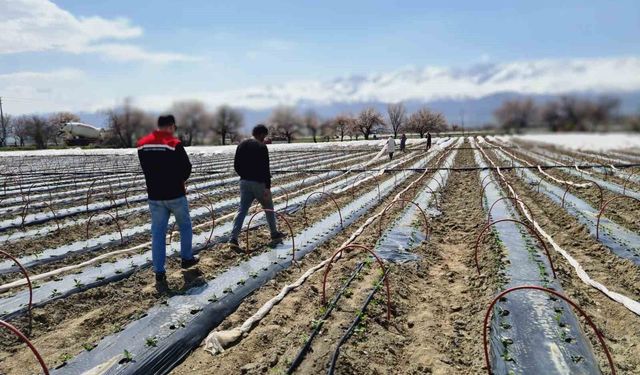 Üzümlü'de biber fideleri toprakla buluştu