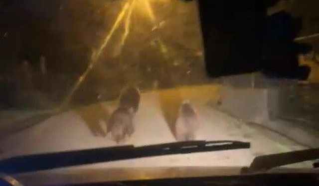 Zonguldak'ta aç kalan ayılar köye indi