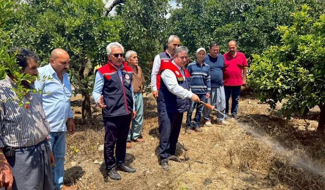 Akdeniz meyve sineğiyle mücadele kesintisiz sürüyor