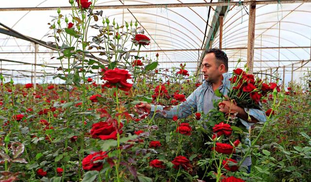 Anneler günü fırsatçıları iş başında: Üreticiden 20 TL'ye çıkan gül annelere 150 -200 TL'ye ulaşıyor