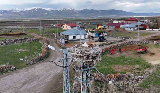 Ardahan'ın Ağzıpek köyü leyleklerin uğrak noktası oldu