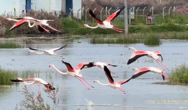 Ayvalık'ın pembe kanatlı misafirleri