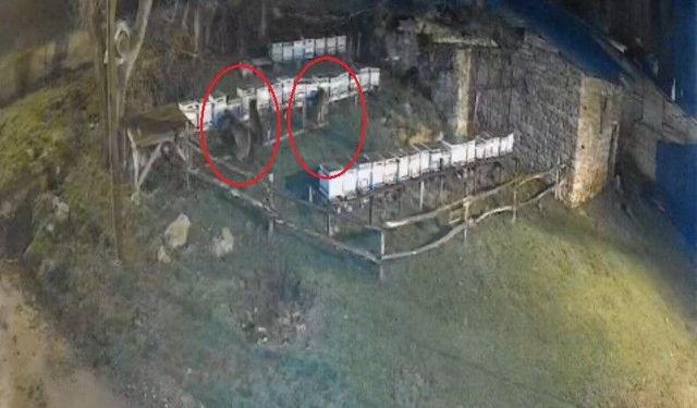 Bayburt'ta iki farklı arılığı talan eden ayılar köpek havlayınca kaçtı
