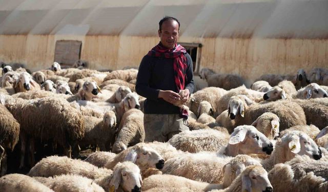 Binlerce kilometreden geldi, bozkırda sürünün başına geçti