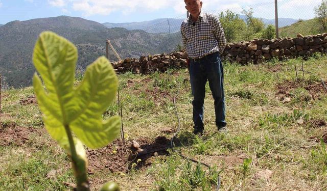 Ceviz ağaçları zirai dondan etkilenen ziraat mühendisi çözümü incirde buldu