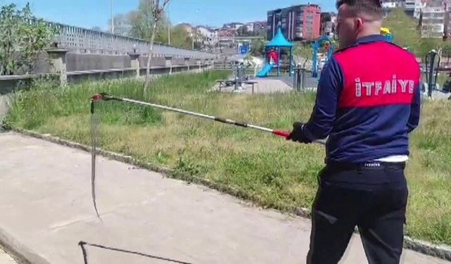 Dernek binasına giren yılanı itfaiye yakalayıp doğaya saldı