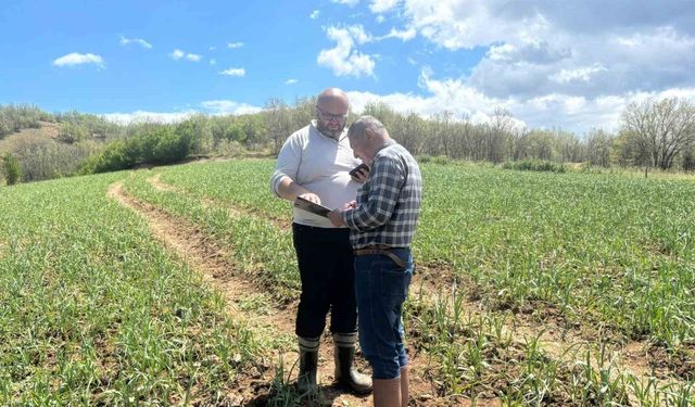 Dolu yağışı sonrası hasar alan sarımsak tarlalarında inceleme yapıldı