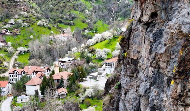 Gümüşhane'de taştan fışkıran 'draba çiçekleri' ilgi çekiyor