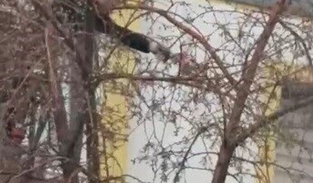 Kars'ta ağaçta mahsur kalan güvercini itfaiye ekipleri kurtardı