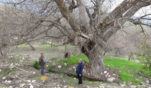 Malatya'daki 270 yıllık ceviz ağacı zamana direniyor