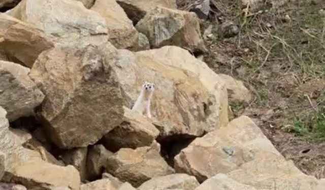 Muş'ta nadir görülen beyaz sansar görüntülendi
