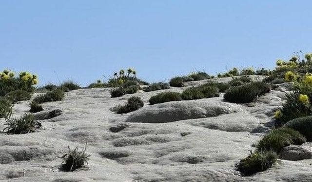 Otlukbeli'nde doğanın sanata dönüştüğü nokta: Ağ Nene