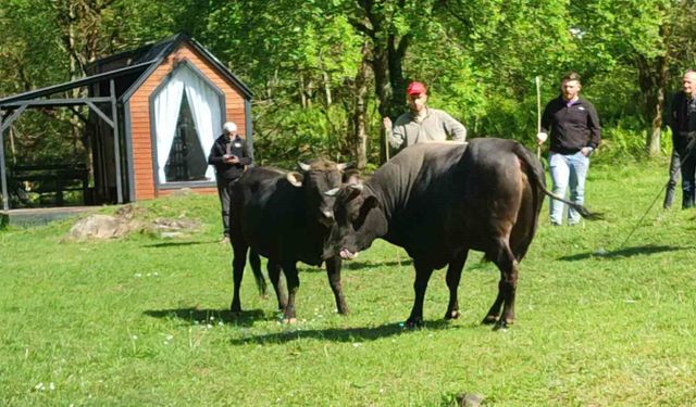 Rize'de boğalar arenaya hazırlanıyor