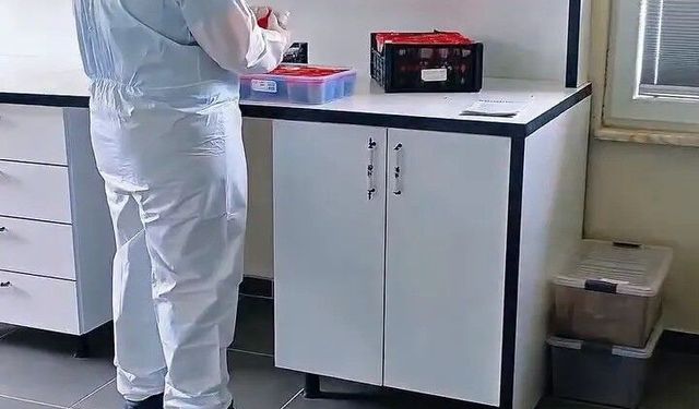 Sinop ormanlarında biyolojik mücadele güçleniyor
