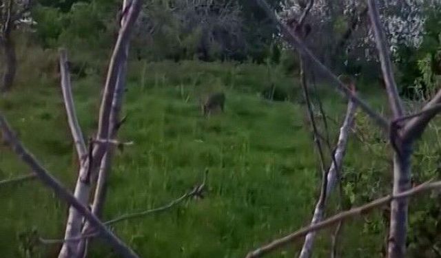 Sinop'ta yavru karaca görüntülendi