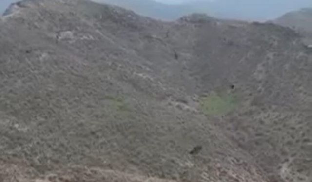 Şırnak'ta kartalın domuz avı kamerada